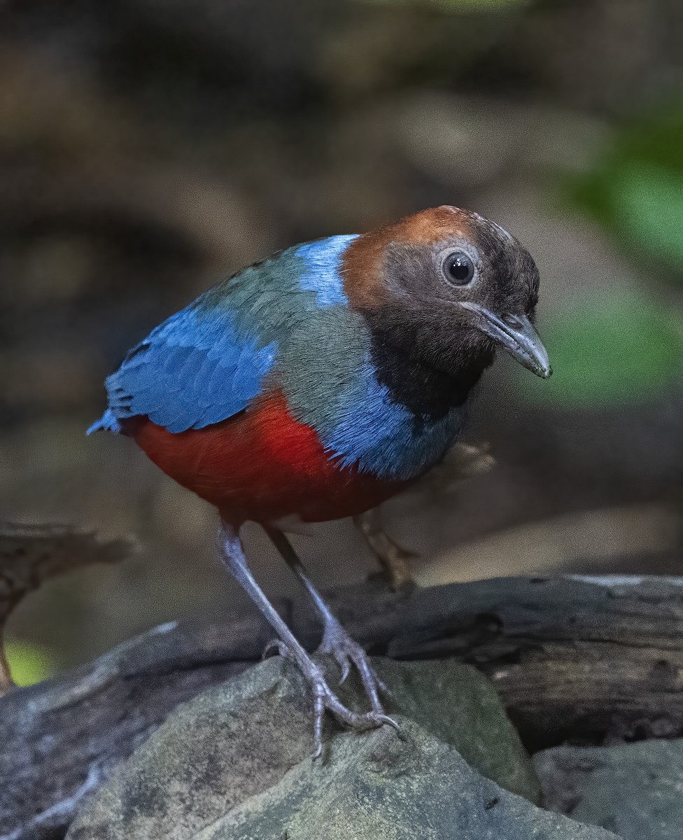 Philippine Pitta (Philippine) - ML638454693