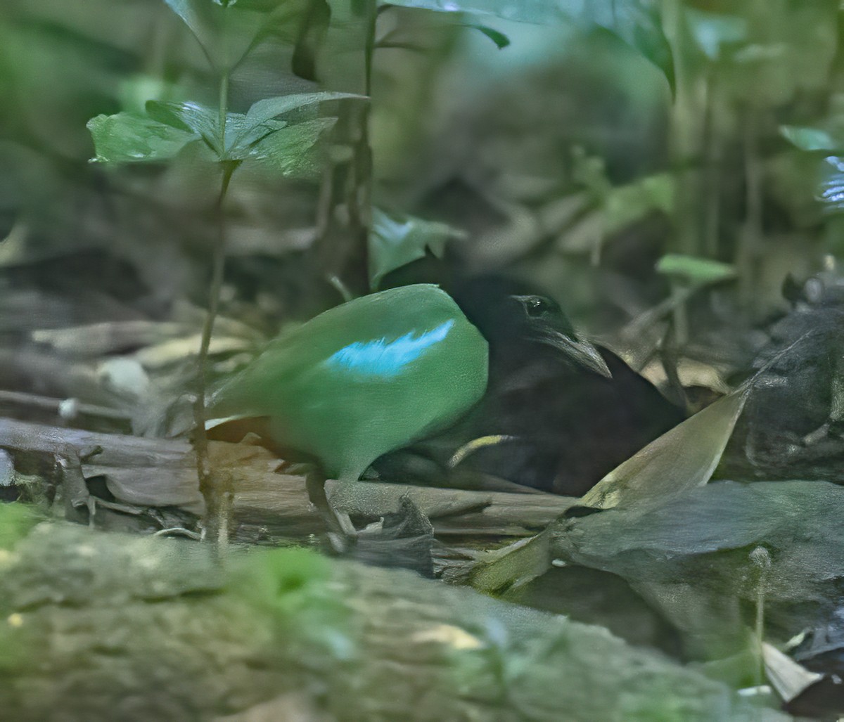 Western Hooded Pitta (Philippine) - ML638454712