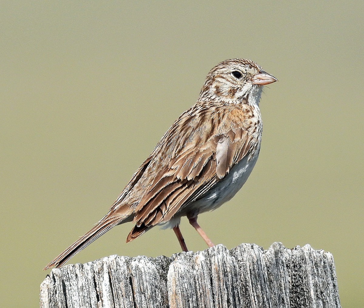 Vesper Sparrow - ML638454730