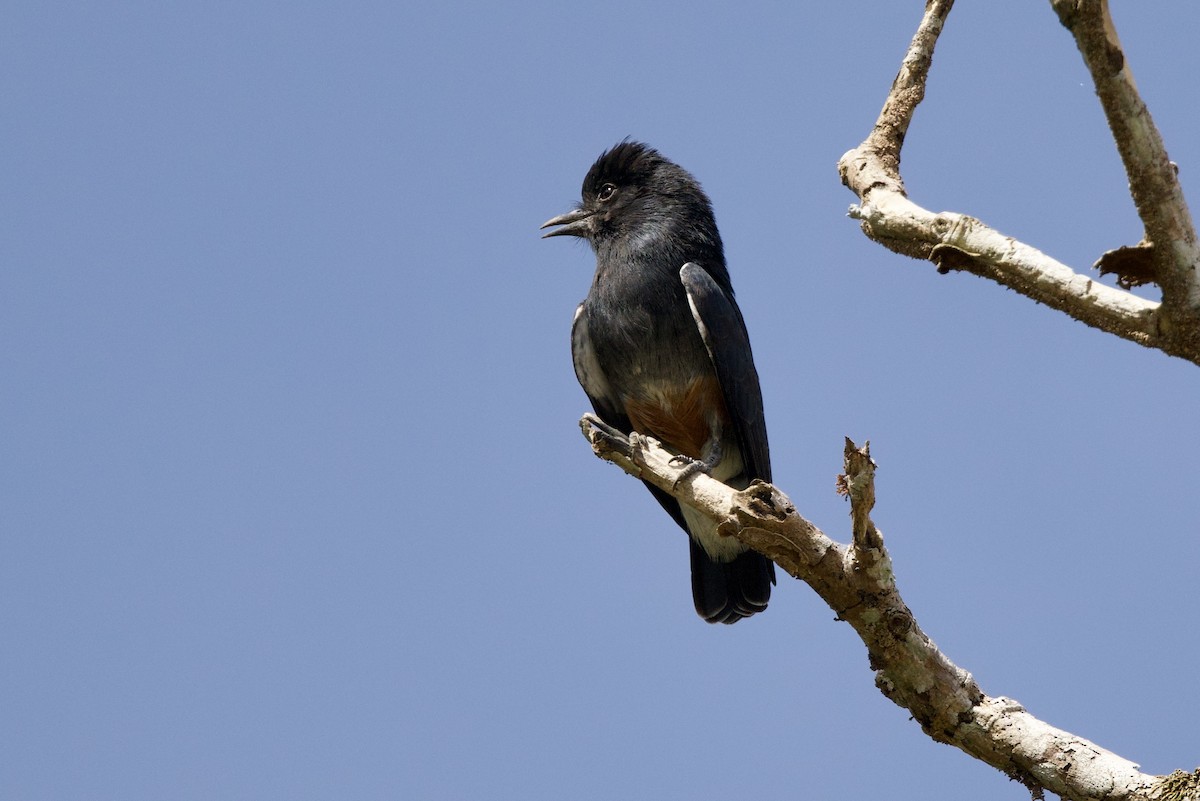 Swallow-winged Puffbird - ML638454748