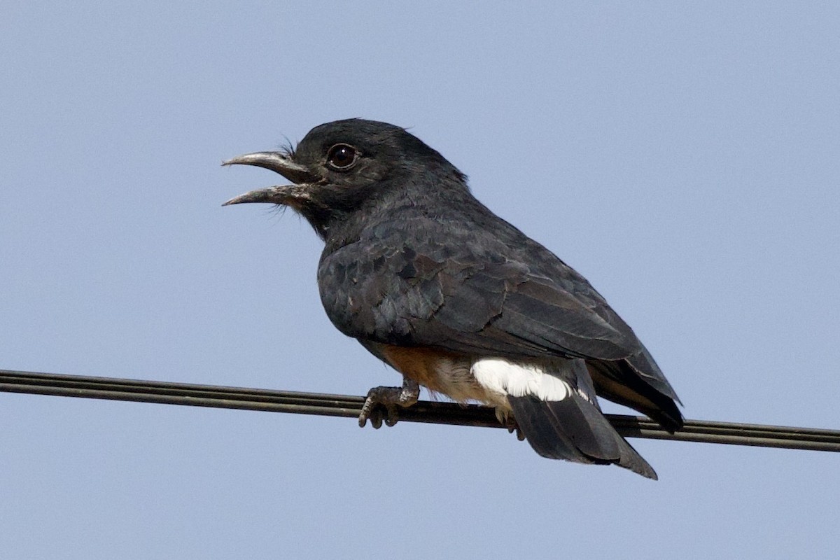 Swallow-winged Puffbird - ML638454750