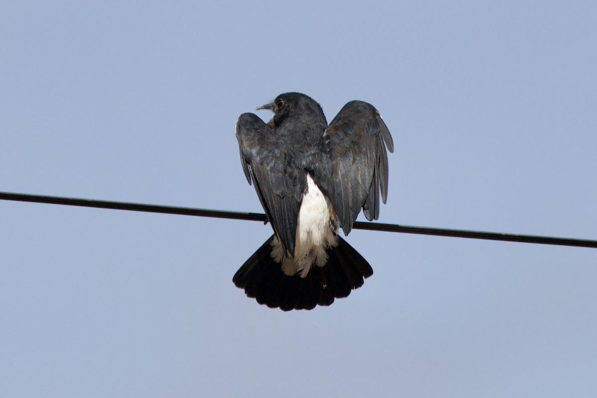 Swallow-winged Puffbird - ML638454751