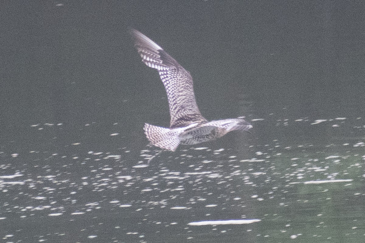 Eurasian Curlew - ML638454760