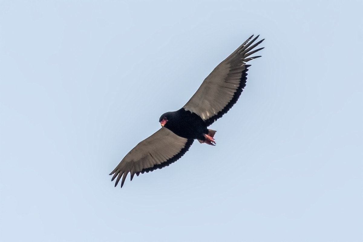 Bateleur - ML638454833