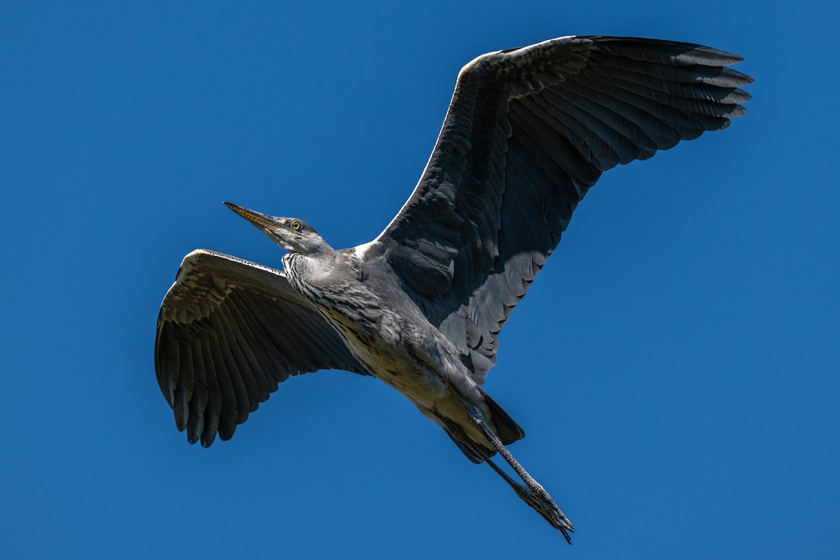 gråhegre - ML638454857