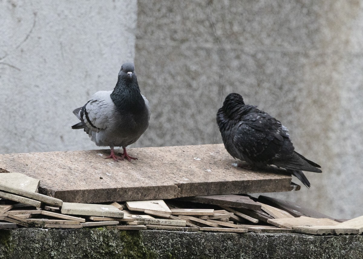 Rock Pigeon (Feral Pigeon) - ML638454882