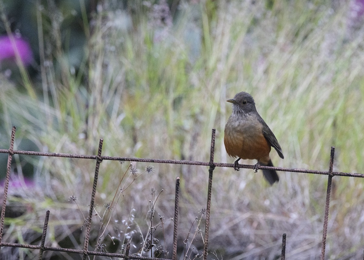 Rufous-bellied Thrush - ML638454890