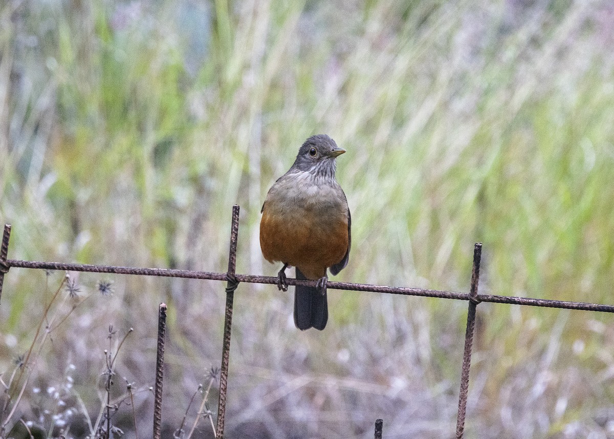 Rufous-bellied Thrush - ML638454892