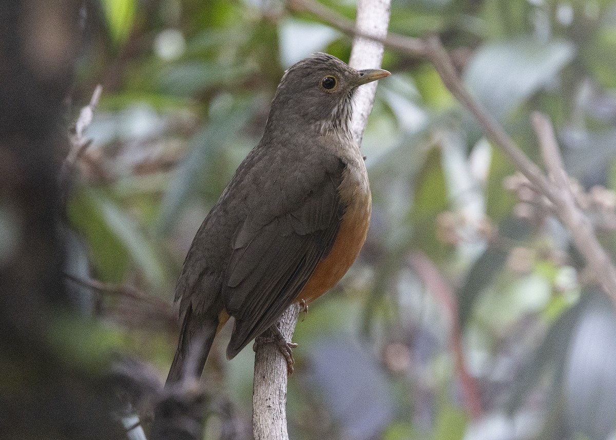 Rufous-bellied Thrush - ML638454893