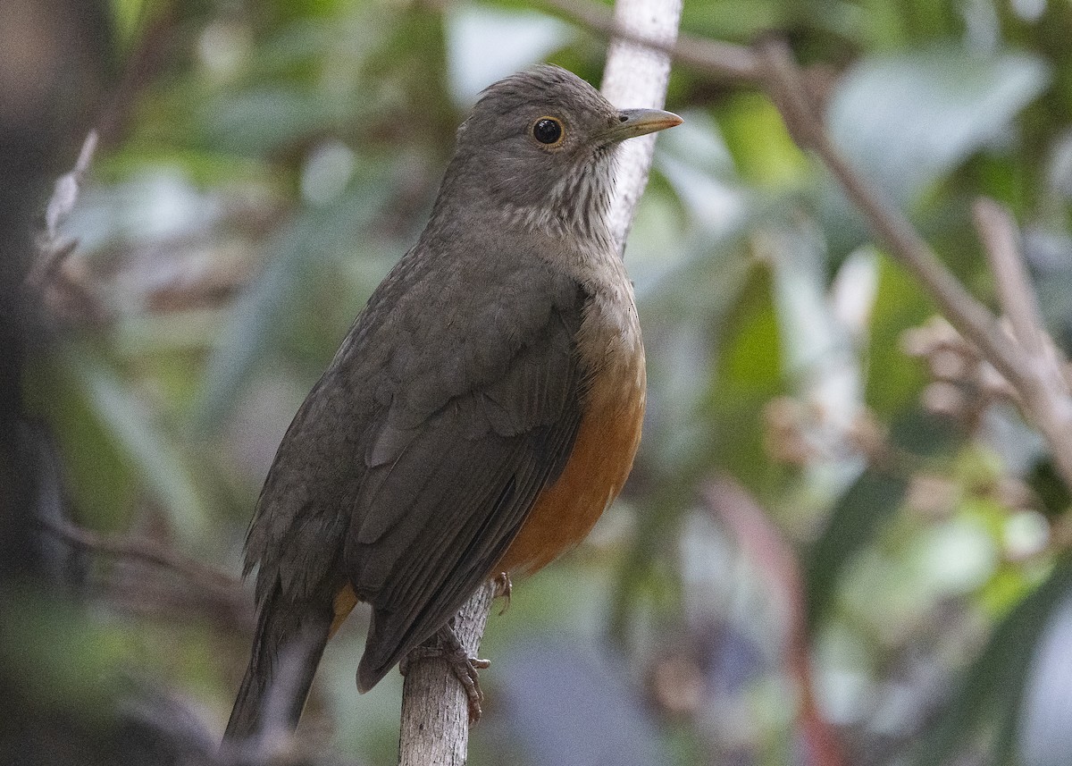 Rufous-bellied Thrush - ML638454894