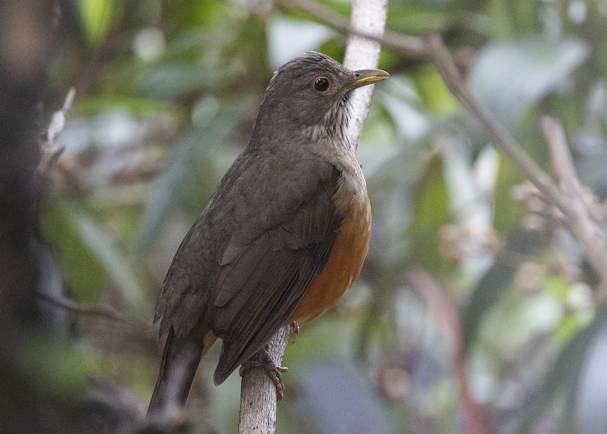 Rufous-bellied Thrush - ML638454895