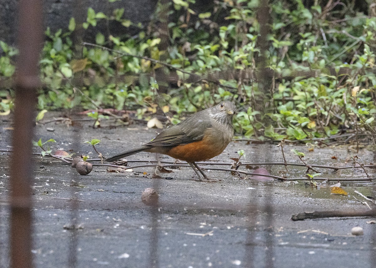 Rufous-bellied Thrush - ML638454896