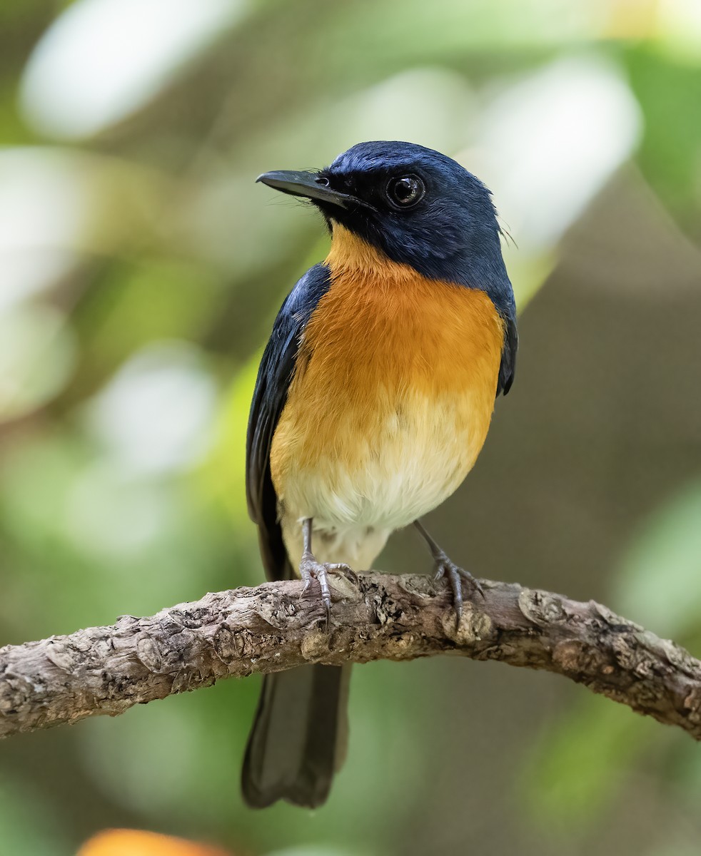Mangrove Blue Flycatcher (Philippine) - Peter Seubert
