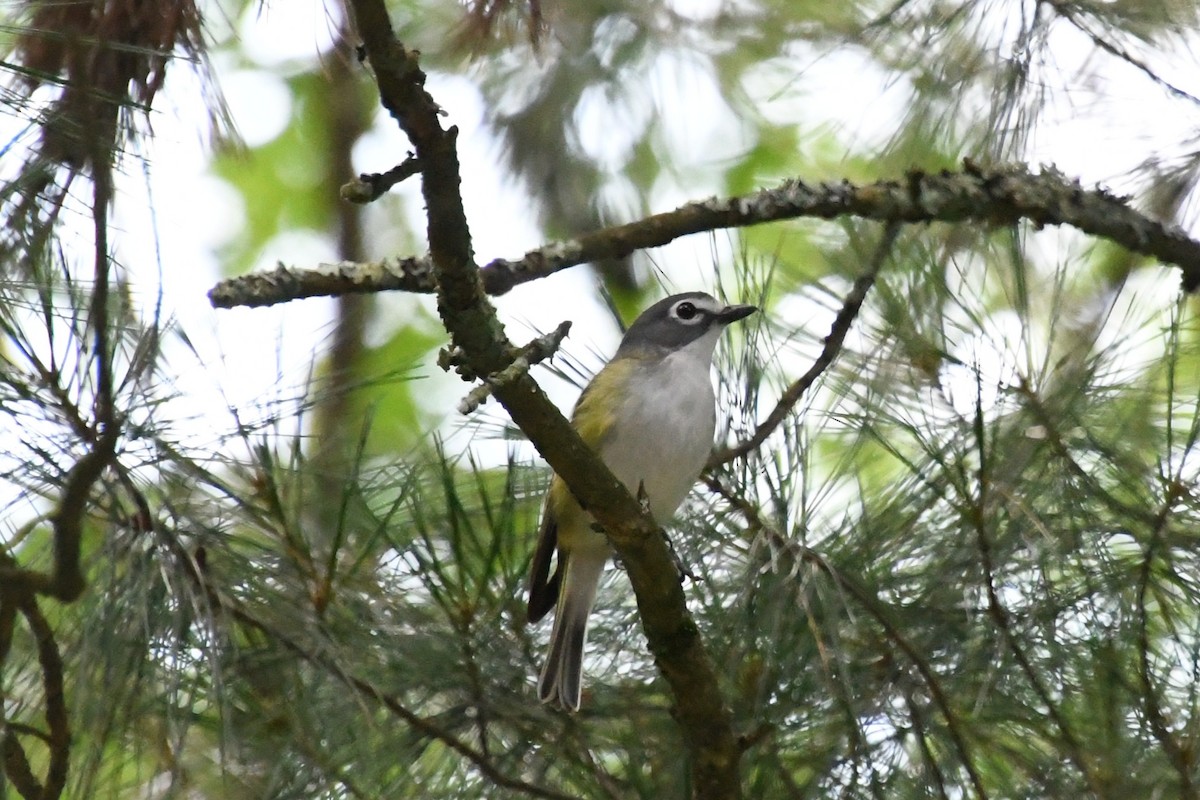 Mavi Başlı Vireo - ML638454936