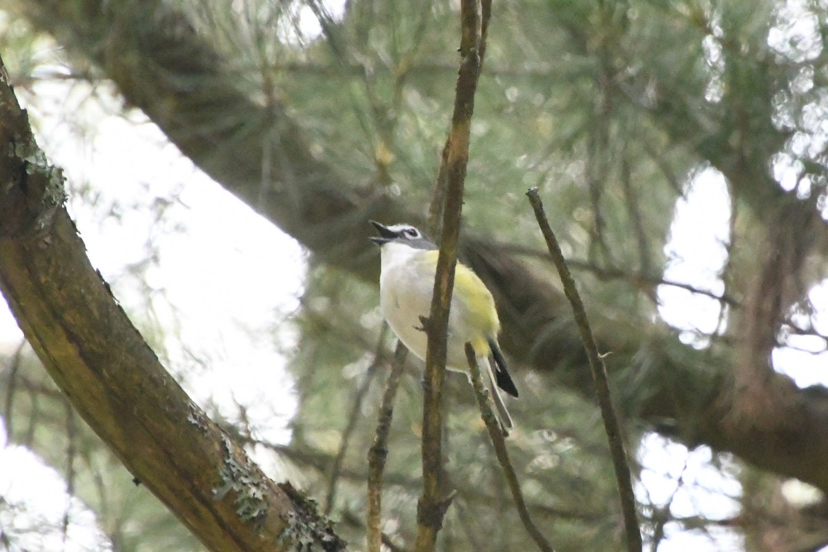 Mavi Başlı Vireo - ML638454943