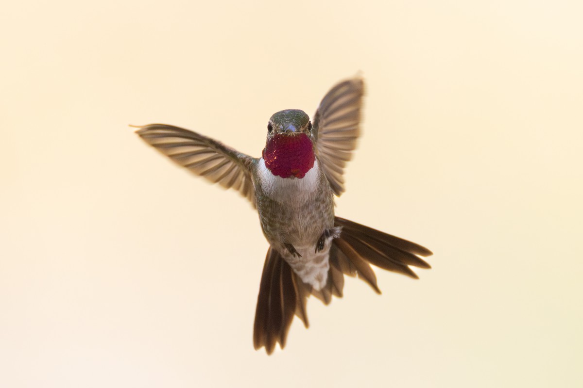 Broad-tailed Hummingbird - ML638455014