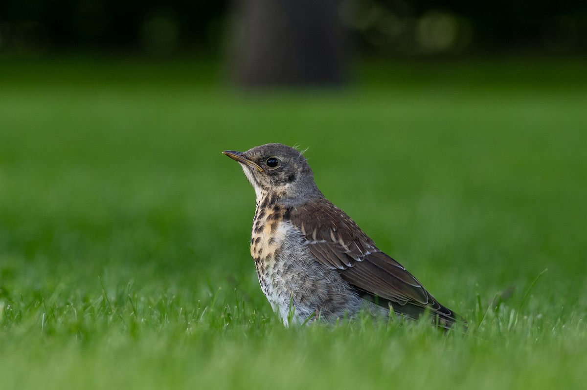 Fieldfare - ML638455050