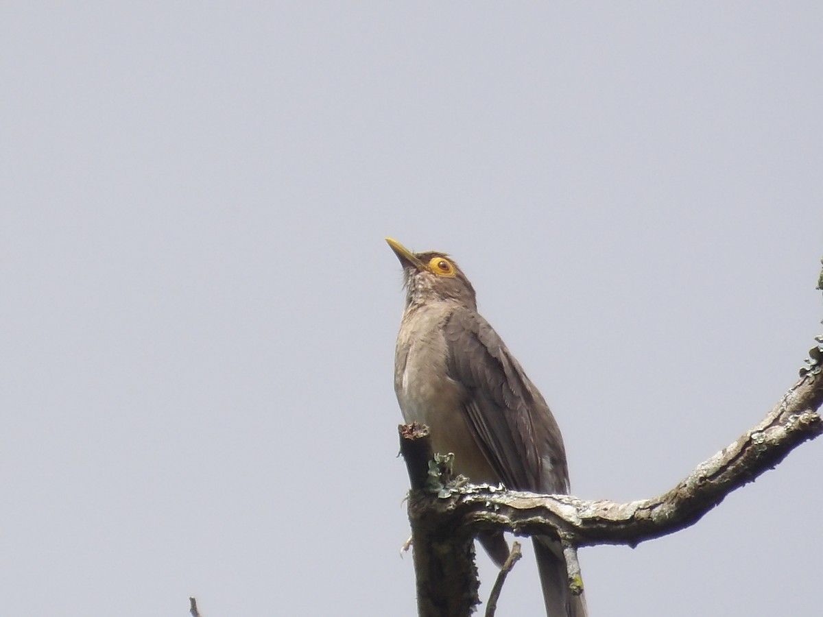 Spectacled Thrush - ML638455104