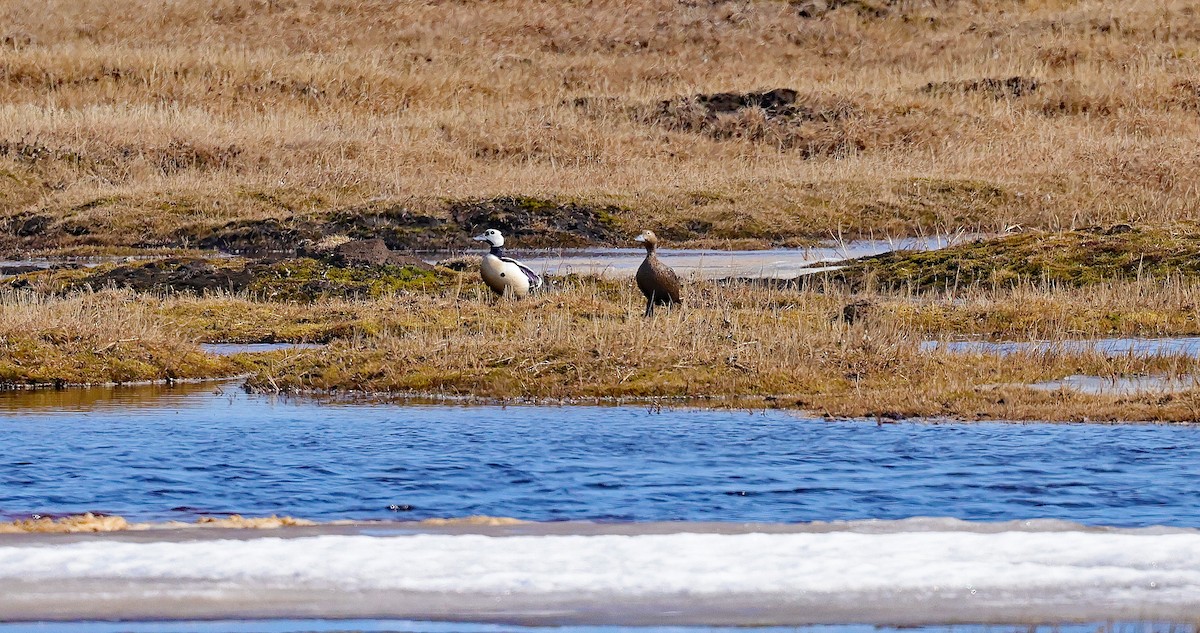 Steller's Eider - ML638455125