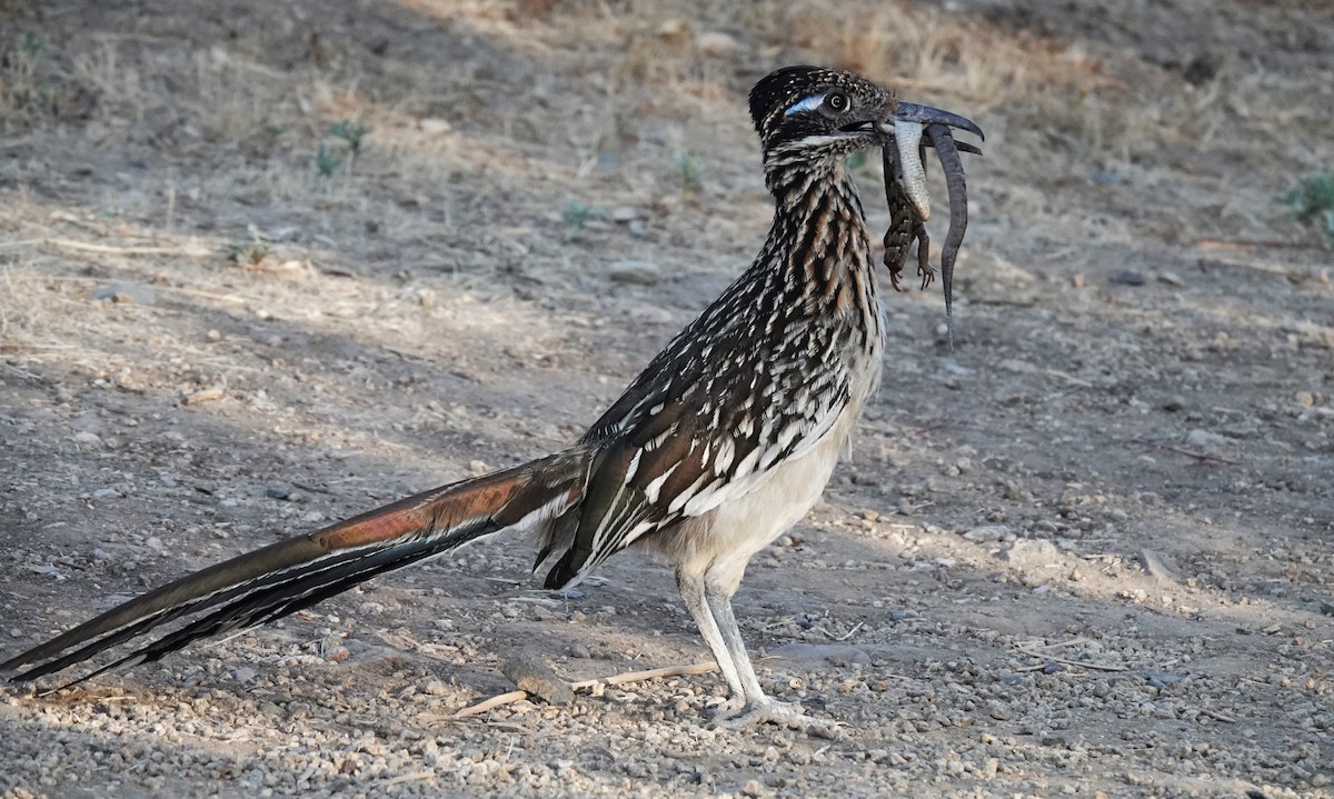 Greater Roadrunner - ML638455135