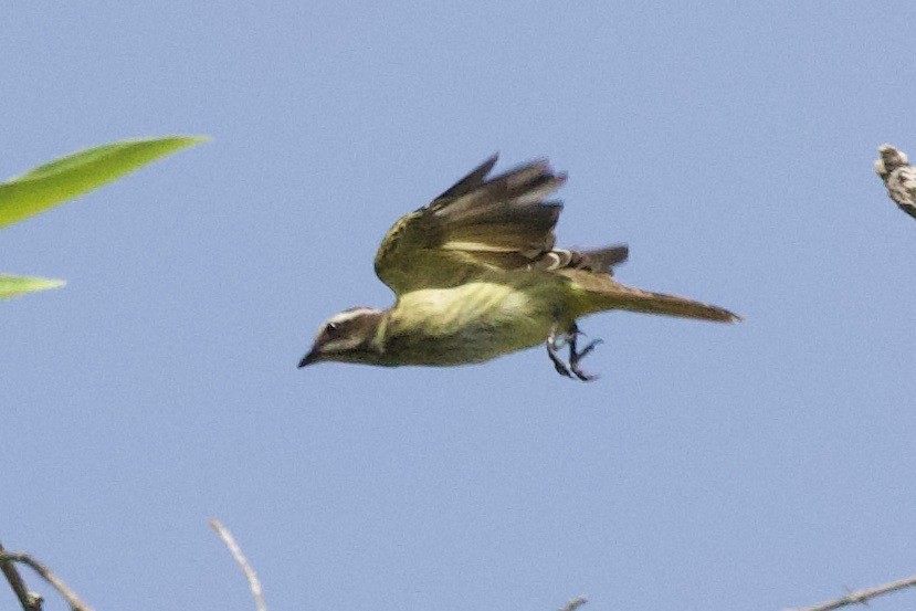 Piratic Flycatcher - ML638455143