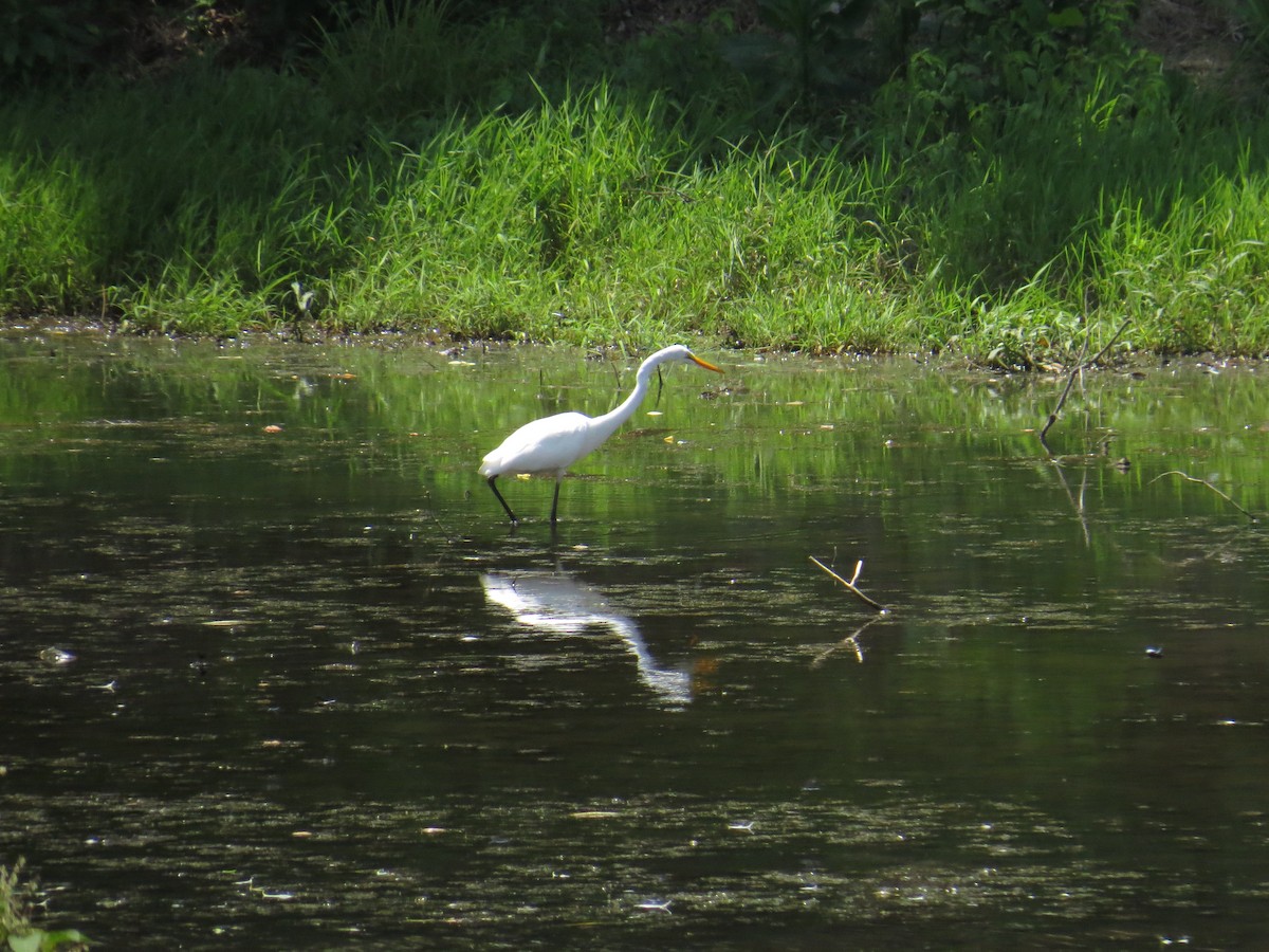 Цасч дэглий - ML638455217
