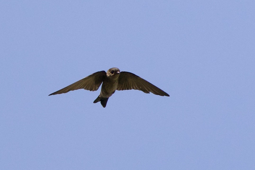 White-thighed Swallow - ML638455220