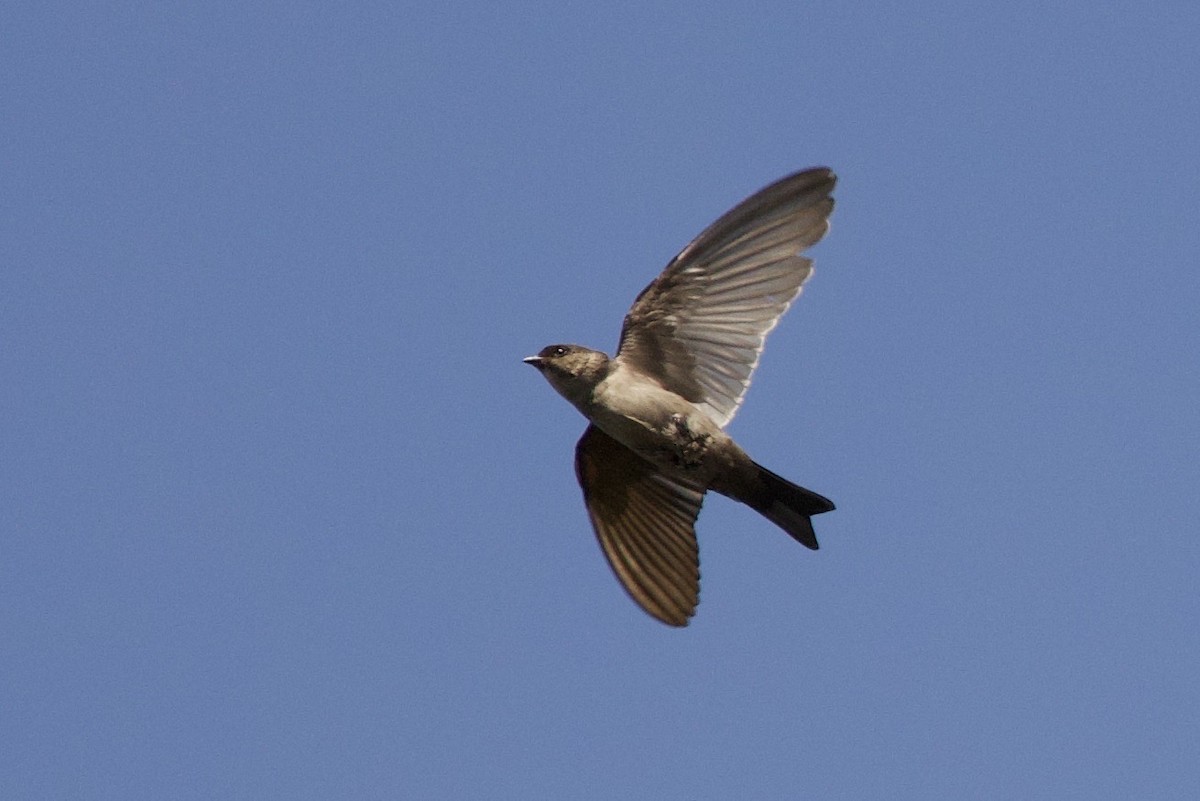 White-thighed Swallow - ML638455221