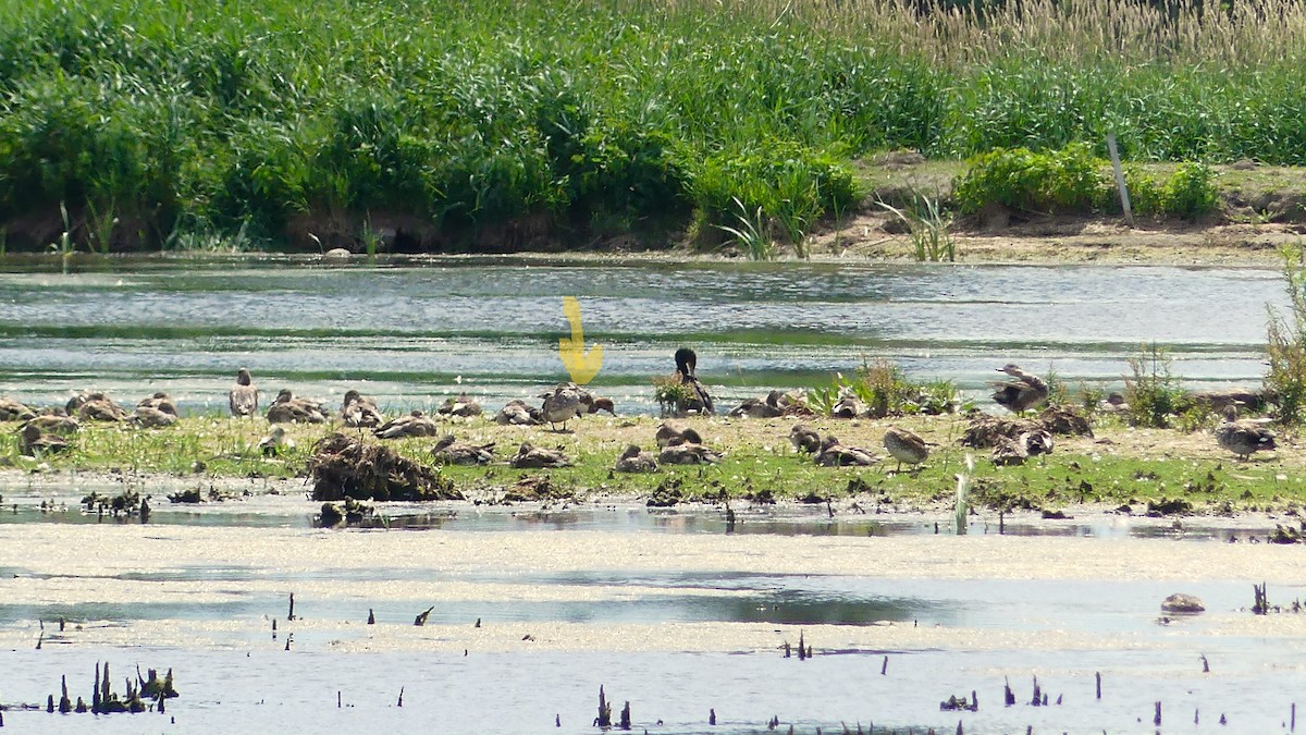 Eurasian Wigeon - ML638455238