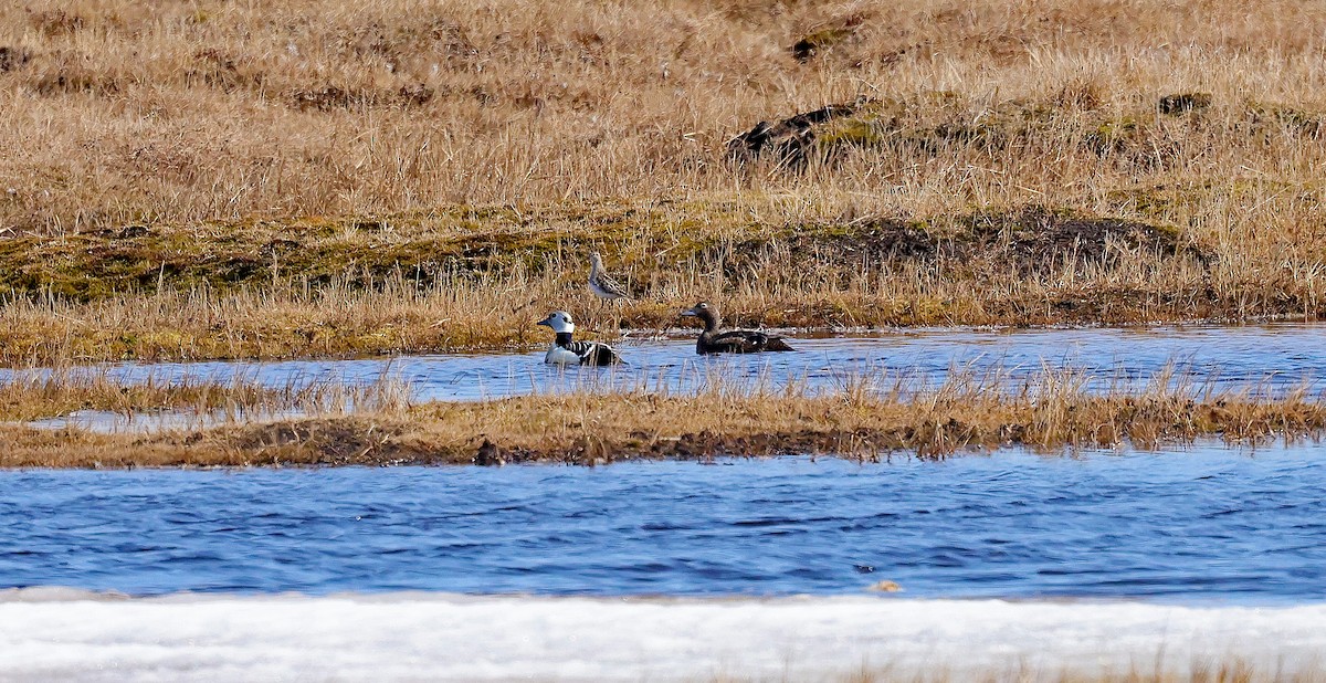 Steller's Eider - ML638455245
