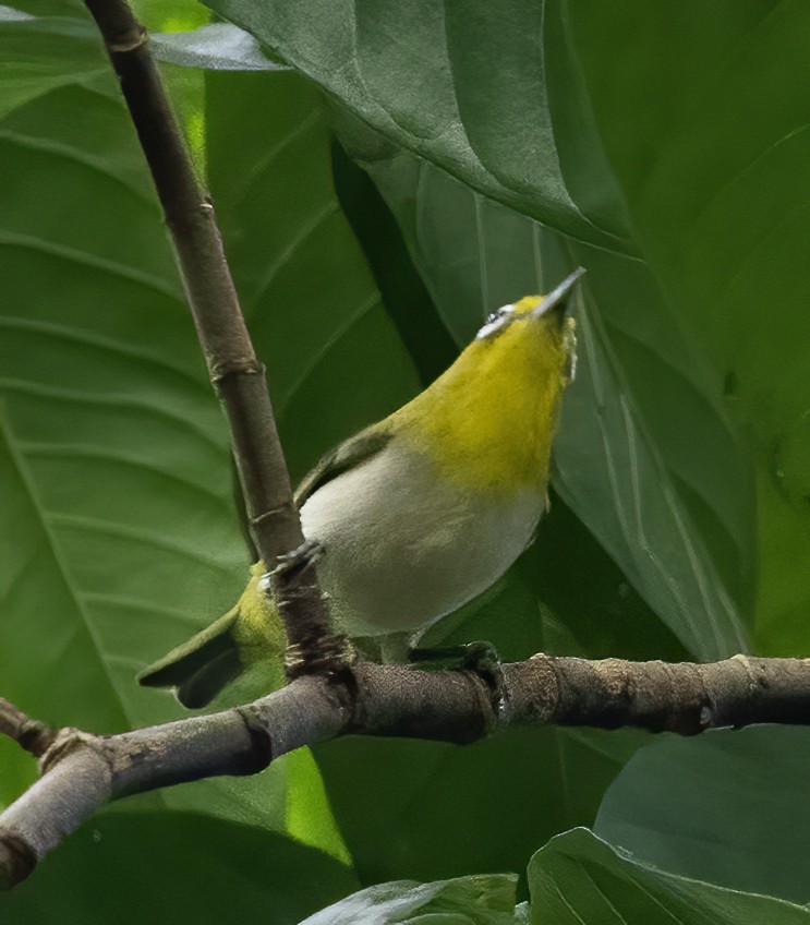 Luzonbrillenvogel - ML638455310