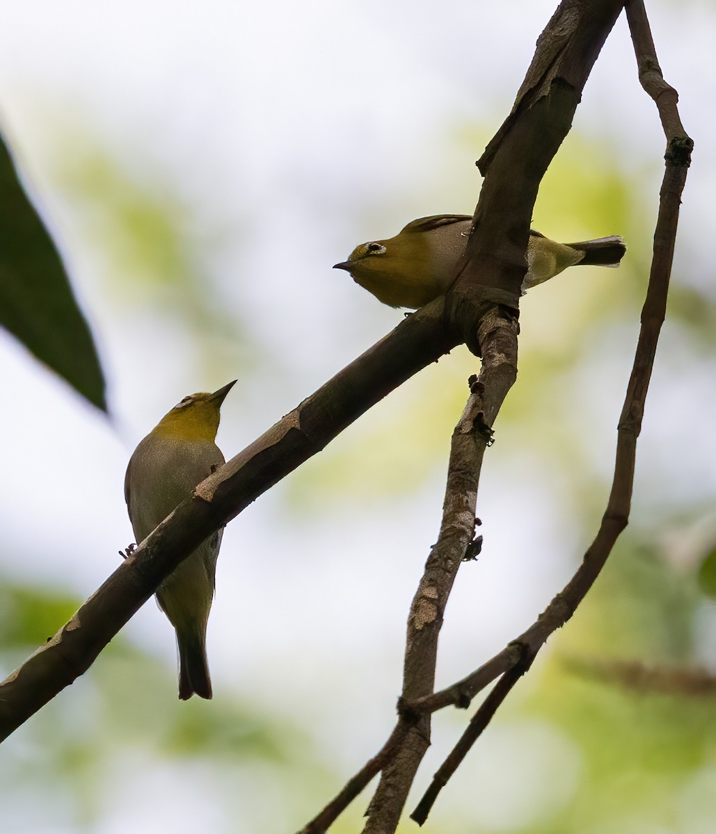 Luzonbrillenvogel - ML638455311