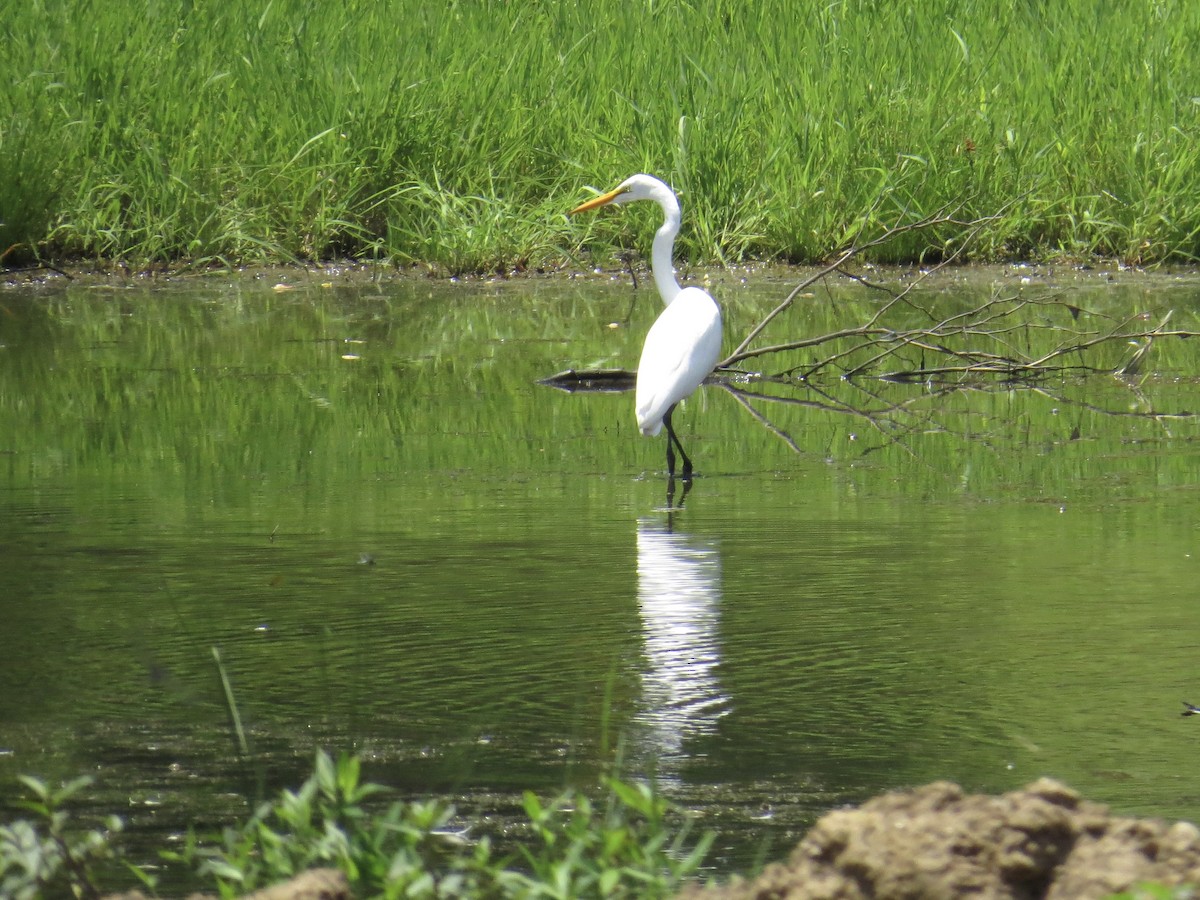 Цасч дэглий - ML638455316