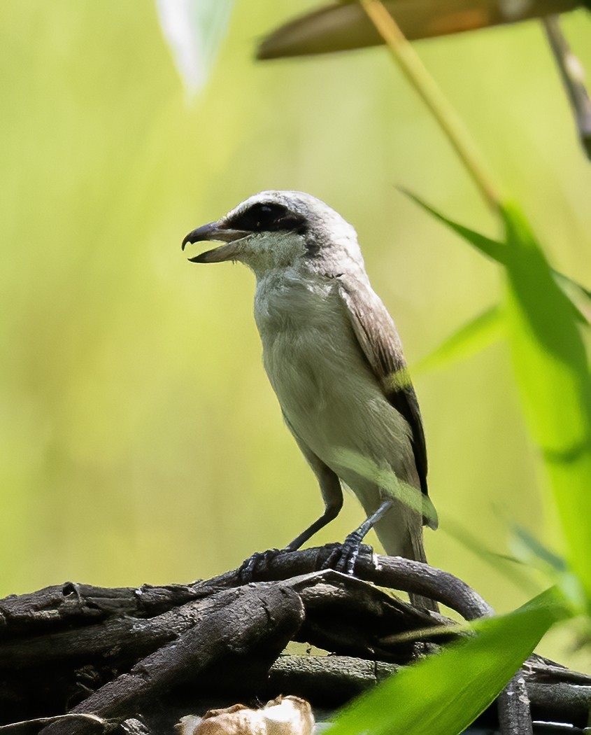 Braunwürger (lucionensis) - ML638455339