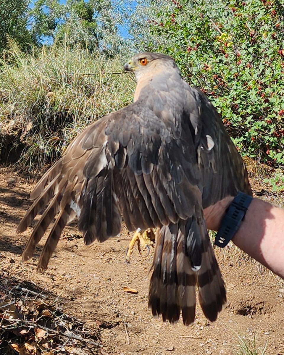 Cooper's Hawk - ML638455350