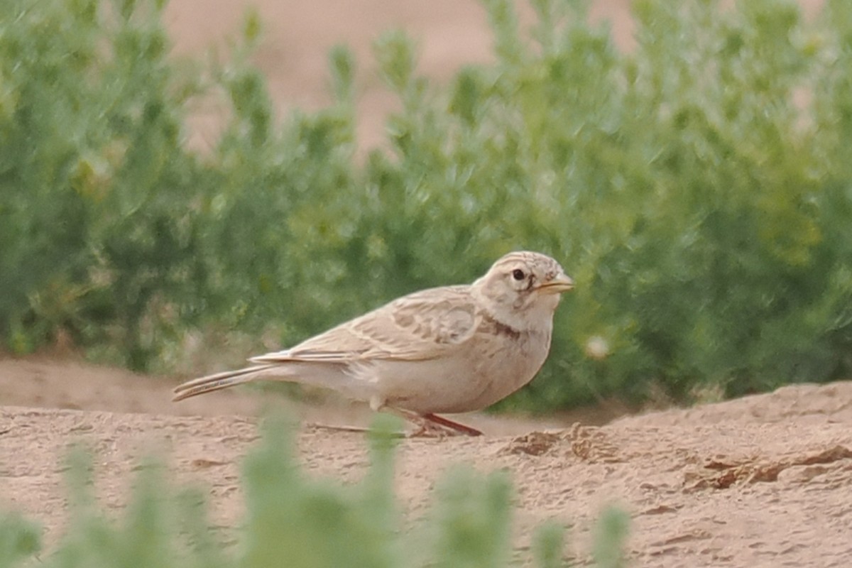 Turkestan Short-toed Lark - ML638455357