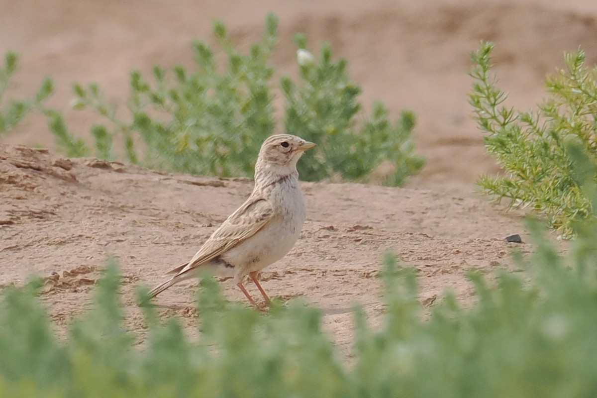 Turkestan Short-toed Lark - ML638455359