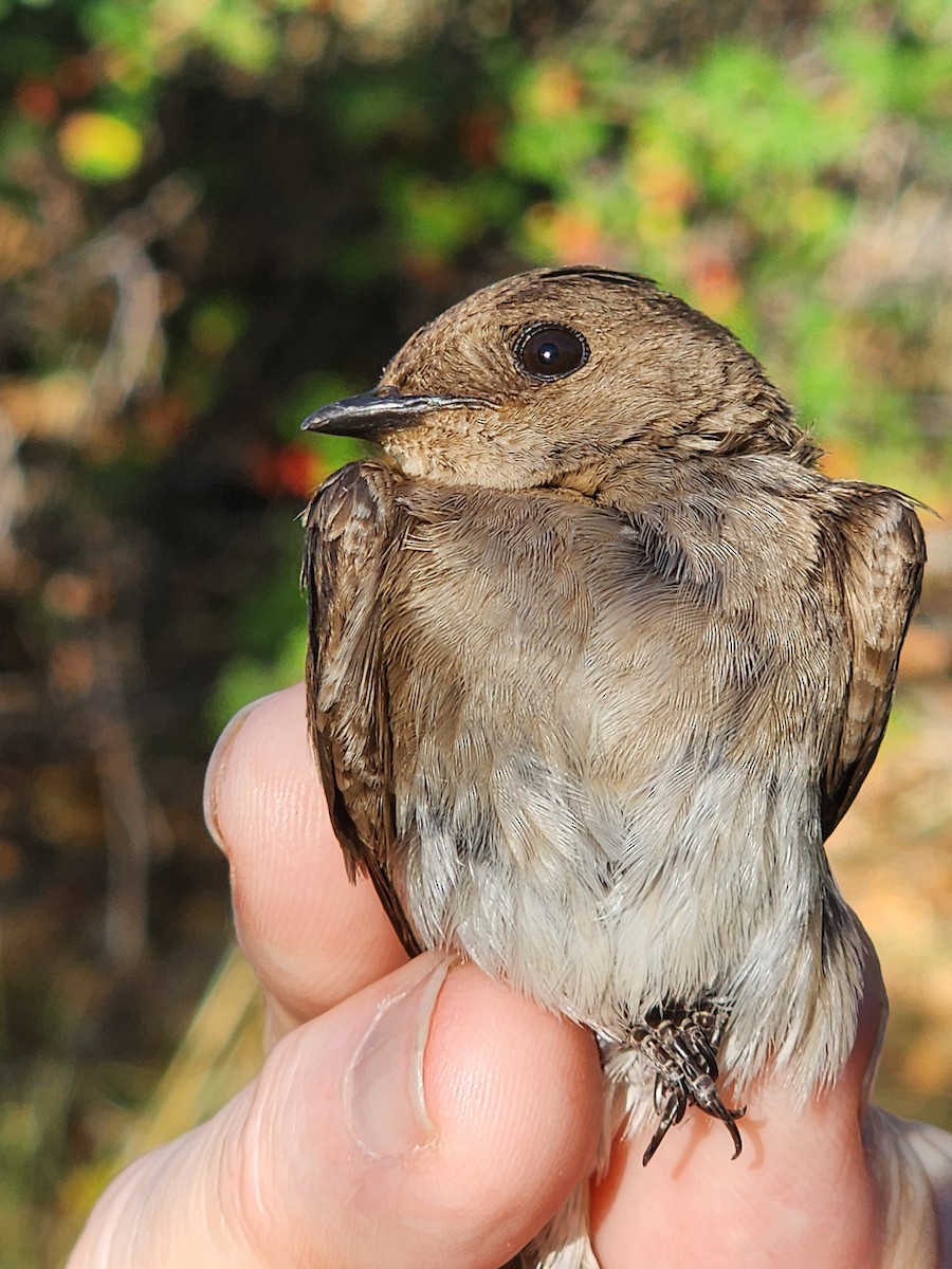 Northern Rough-winged Swallow - ML638455364