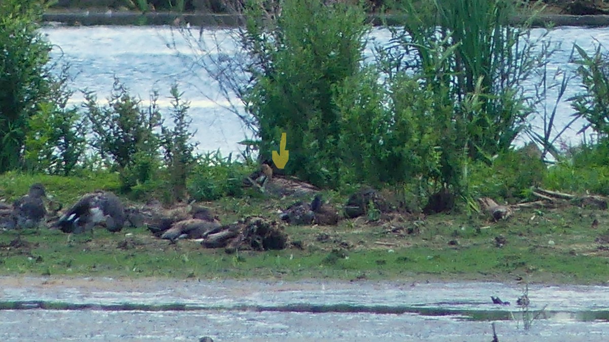 Eurasian Wigeon - ML638455388
