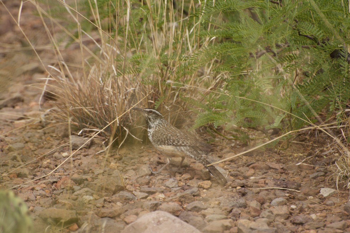 Cactus Wren - ML638455406