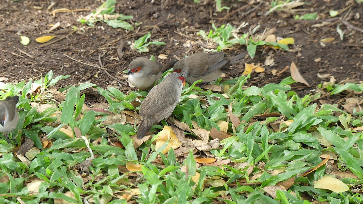 Common Waxbill - ML638455430