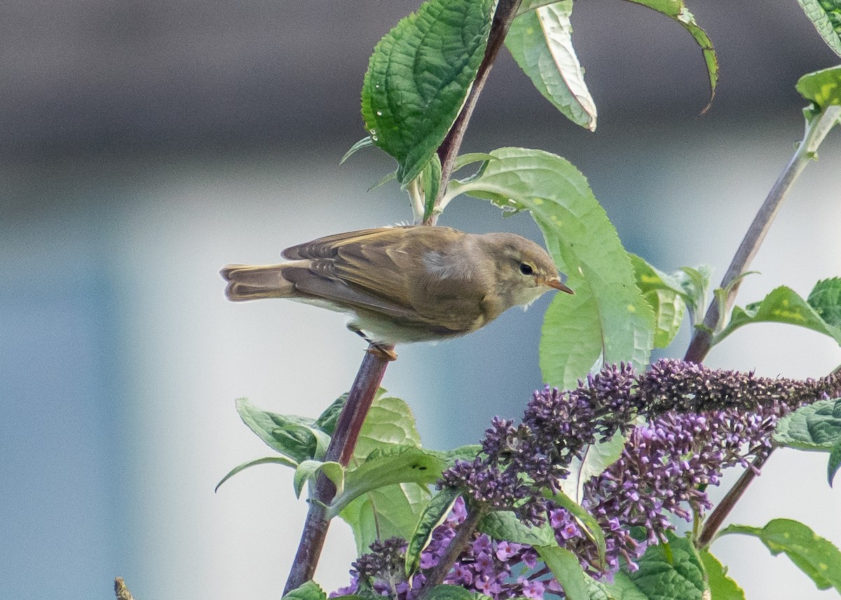Willow Warbler - ML638455483