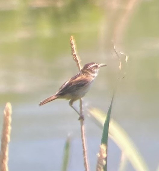 Marsh Wren - ML638455485