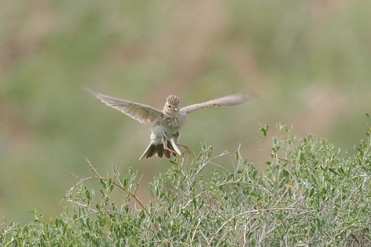 Turkestan Short-toed Lark - ML638455523