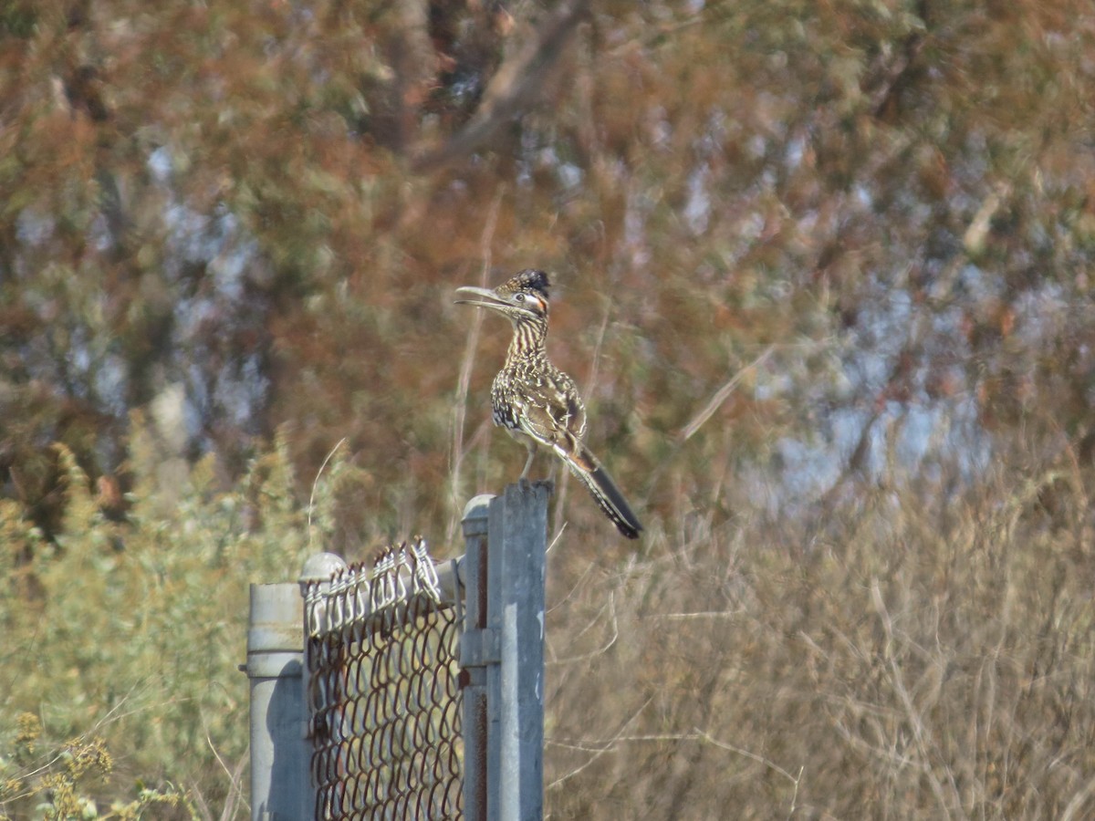 Greater Roadrunner - ML638455542