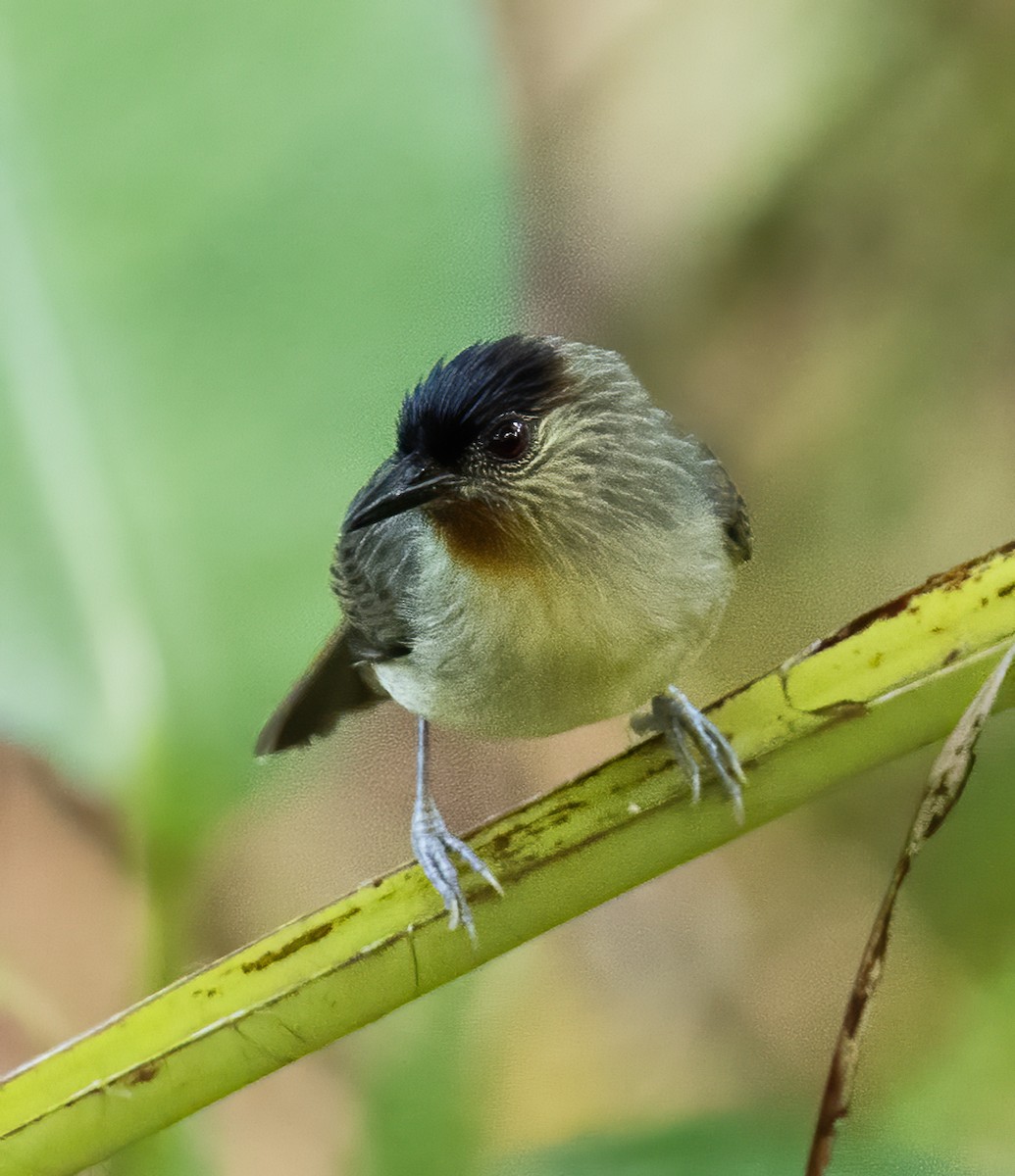 Calabarzon Babbler - ML638455543