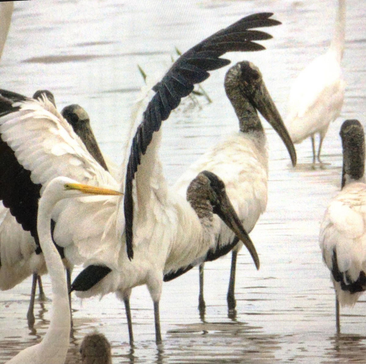 Wood Stork - ML638455548