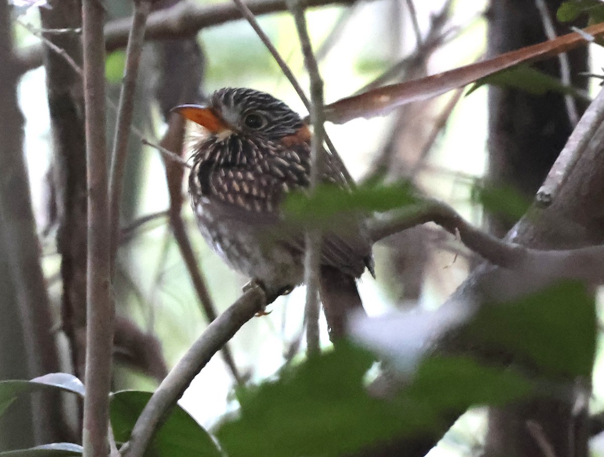 Semicollared Puffbird - ML638455634