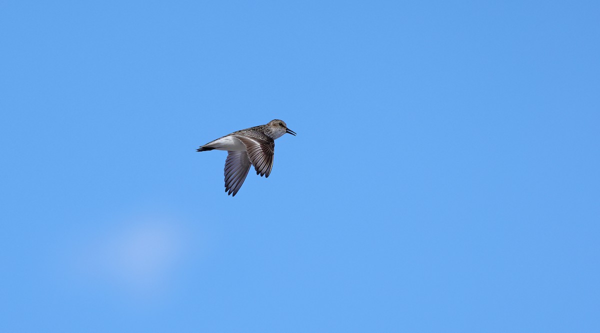 Semipalmated Sandpiper - ML638455677
