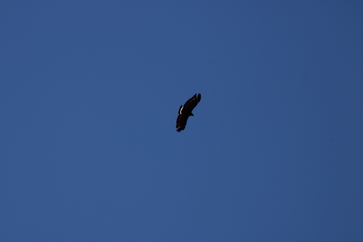 Common Black Hawk - ML638455710
